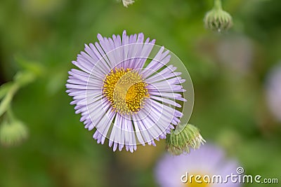 Haplopappus, Haplopappus reideri, flower close-up Stock Photo